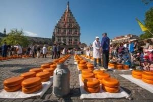 Dieses Bild zeigt eine lebhafte Szene auf einem traditionellen niederländischen Käsemarkt. Im Vordergrund sieht man zahlreiche runde, orangefarbene Käselaibe, die in Reihen auf dem Boden ausgelegt sind. Diese typische Präsentation ist charakteristisch für den berühmten Gouda-Käse. Im Hintergrund ist ein imposantes Gebäude zu sehen, vermutlich das historische Rathaus oder eine Kirche, mit einem markanten Turm und rotem Backstein. Dies bildet eine eindrucksvolle Kulisse für den Markt. Der Platz ist voll von Menschen, sowohl Einheimischen als auch Touristen, die zwischen den Käseständen flanieren. Man kann einige Personen in traditioneller niederländischer Tracht erkennen, was auf die Authentizität und lange Tradition dieses Marktes hindeutet. Die Atmosphäre wirkt geschäftig und fröhlich, typisch für einen Markttag in einer niederländischen Stadt. Der blaue Himmel und das sonnige Wetter tragen zur positiven Stimmung bei. Insgesamt vermittelt das Bild einen lebendigen Eindruck von der niederländischen Käsetradition und Marktkultur.
